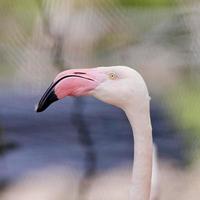 Closeup of a flamingo face photo