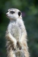 suricata en la búsqueda foto