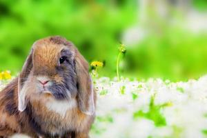 Cute rabbit on green natural background