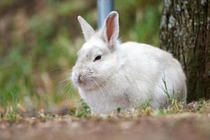 hermoso conejo blanco