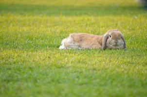 rabbit photo