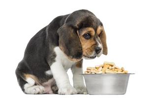 Beagle puppy sitting in front of full bowl with despair photo