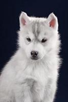 Cute little puppy of syberian husky photo