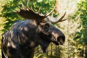 Moose (Alces alces) photo