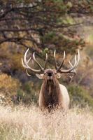 toro elk bugling foto