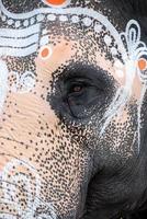 India, Kanchipuram, Hindu Elephant, close-up of the eye photo