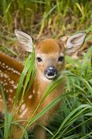 Baby Deer photo