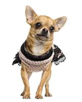 Dressed up Chihuahua standing, 3 years old, isolated on white