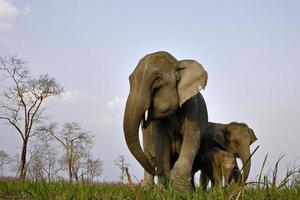 Asiatic elephant family in India photo