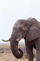 grandes elefantes africanos en el parque nacional de etosha foto