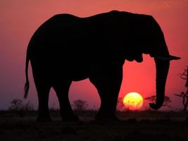 puesta de sol de elefante foto
