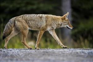 coyote (canis latrans) foto