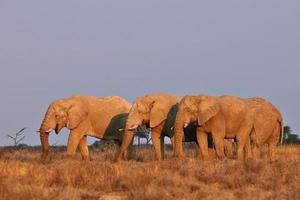 elefantes al atardecer foto