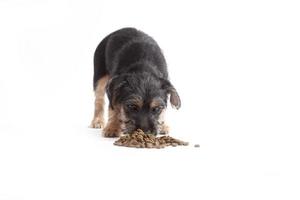 Young Terrier Mix eats dog food photo