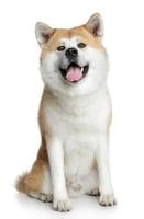 Akita inu dog portrait photo