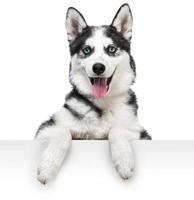 husky dog portrait above white