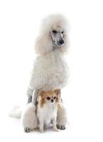 white Standard Poodle and chihuahua photo