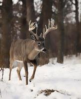 Whitetail deer photo