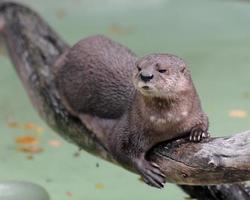 Spotted-necked Otter (Lutra Maculicollis) photo