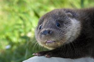 Otter baby