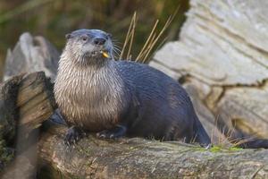 River Otter photo