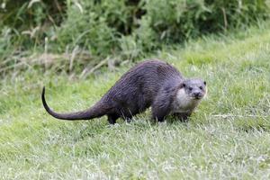 Otter, Lutra photo