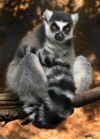 Lemur in a tree