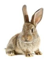Brown rabbit on white background photo