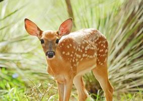 Frightened Fawn photo