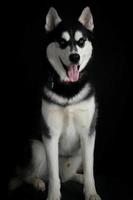 husky siberiano blanco y negro foto