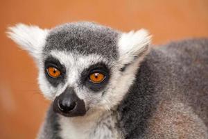 Ring-tailed lemur photo
