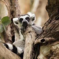 Ring-tailed lemur sleeping