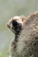 Baby Red fronted Lemur.