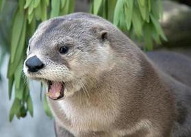 Yawning Otter