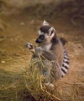 Lemur funny animal photo
