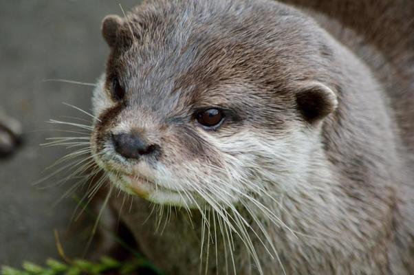 Otter Stock Photos, Images and Backgrounds for Free Download