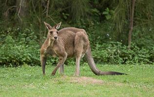 canguro australiano foto