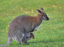 Red-necked Wallaby (Macropus rufogriseus) photo