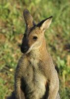 kangaroo photo