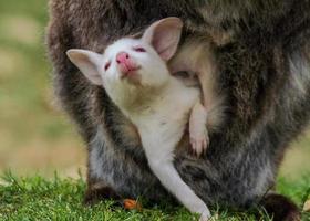 Albino baby bennett's wallaby photo