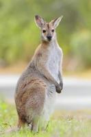 Wallaby de cola de látigo (macropus parryi)