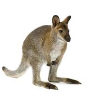 Wallaby against white background photo