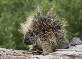 Porcupine Portrait photo