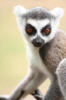 Baby Ring Tailed Lemur.