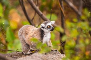 lémur en madagascar foto