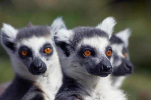 group of cute looking ring-tailed lemurs photo
