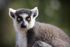 Ringtailed Lemur photo