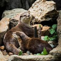 Smooth coated Otter - Lutrogale perspicillata photo