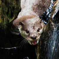 beautiful Smooth-coated Otter (Lutrogale perspicillata) living i