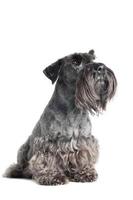 Retrato de perro cesky terrier